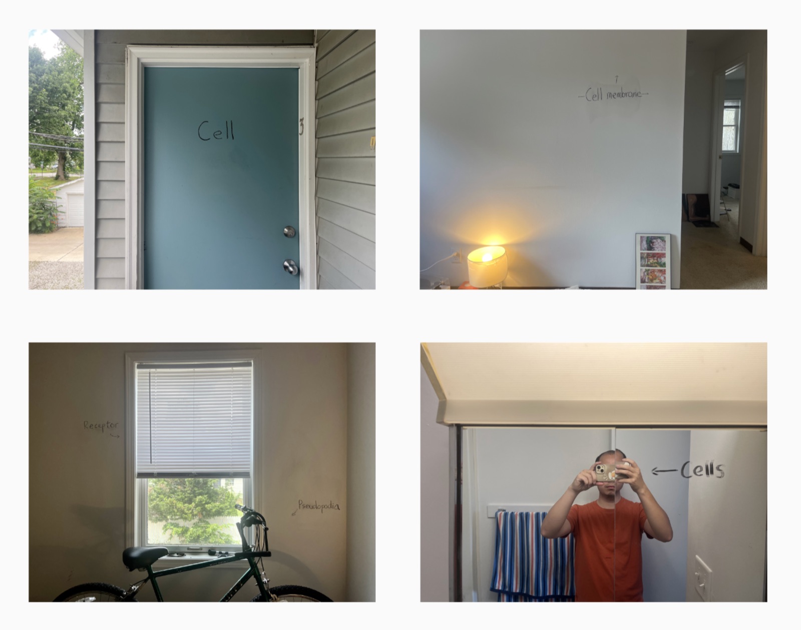 Four photographs of a house labelled in crayon as a cell: a door reading “Cell”, a wall reading “Cell membrane”, a window corner reading “Receptor” and “Pseudopodia”, and a mirror selfie reading “Cells”